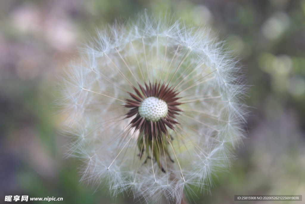 蒲公英蒲公英花图片