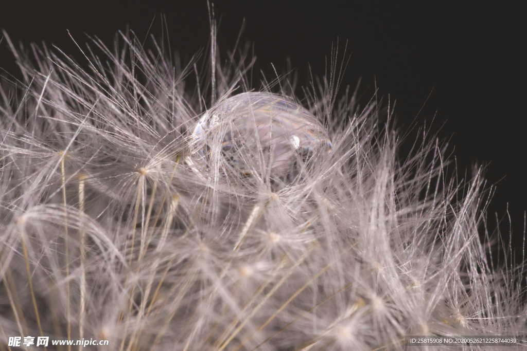 蒲公英蒲公英花图片