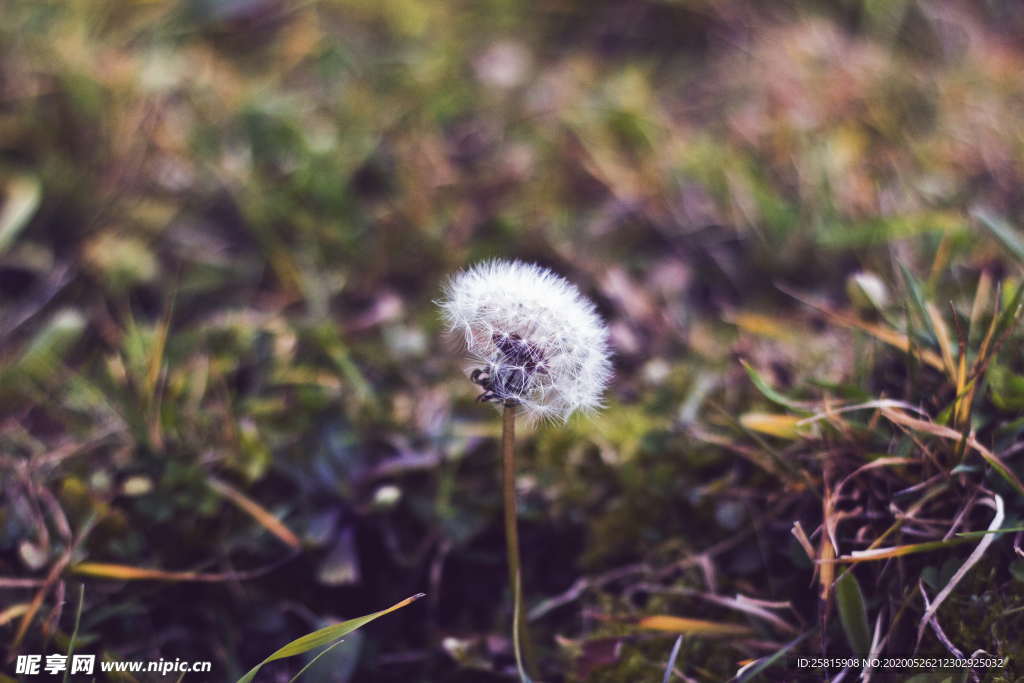 蒲公英蒲公英花图片