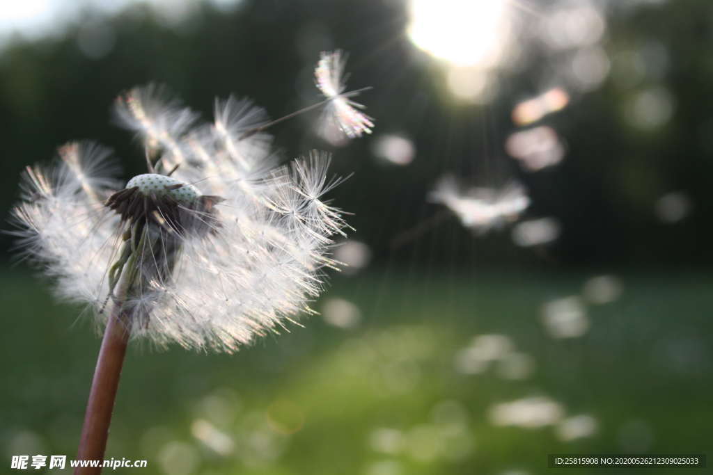 蒲公英蒲公英花图片