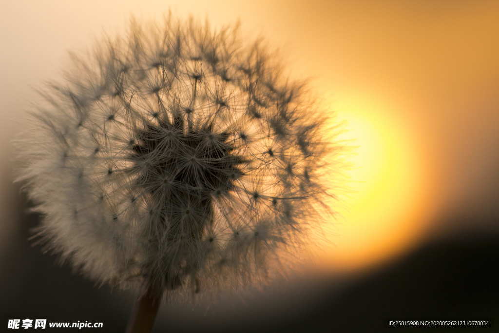 蒲公英蒲公英花图片