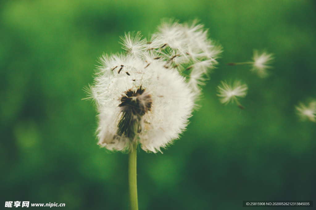 蒲公英蒲公英花图片