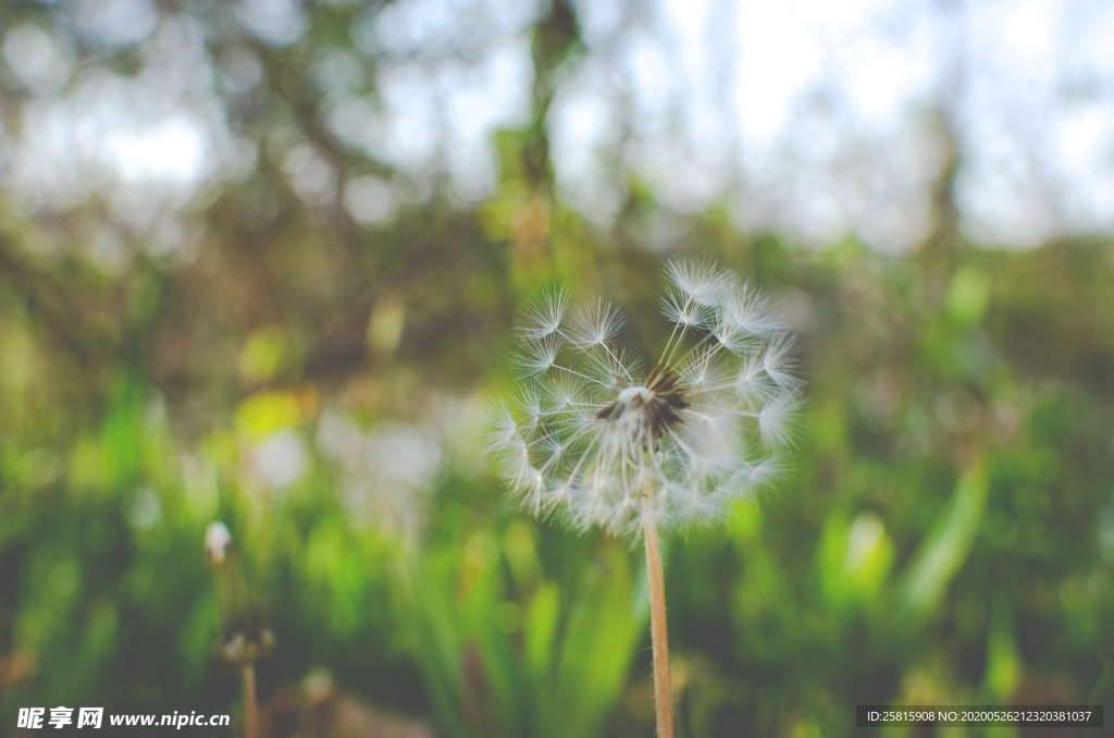 蒲公英蒲公英花图片