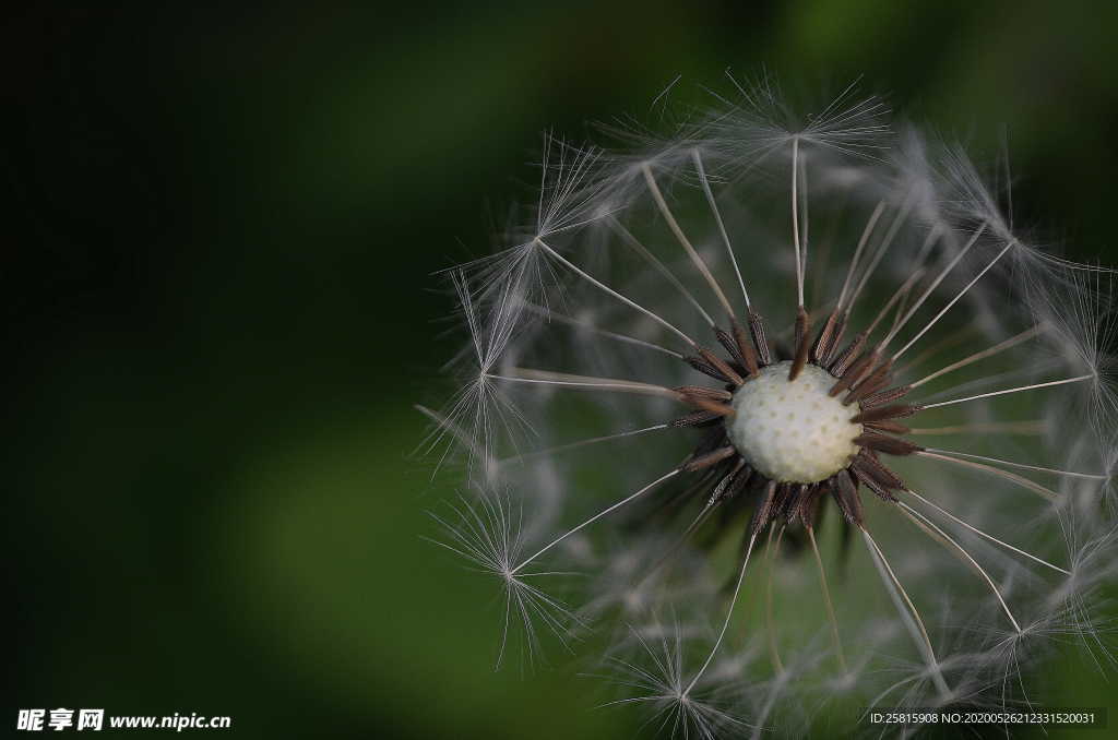 蒲公英蒲公英花图片