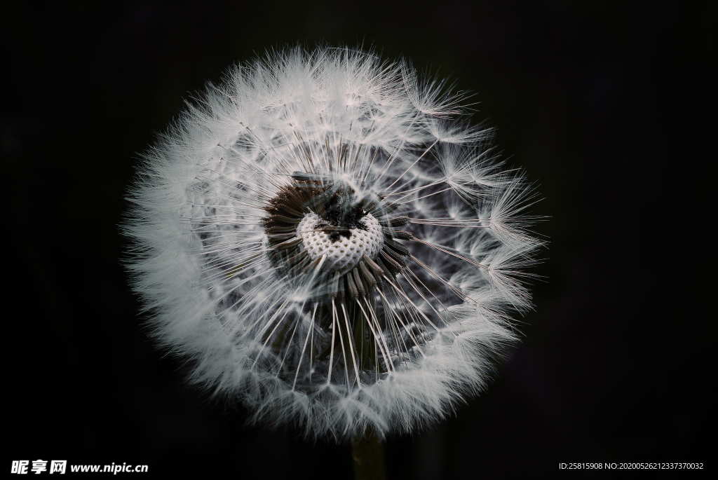 蒲公英蒲公英花图片