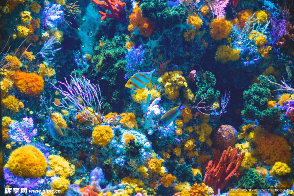 珊瑚珊瑚礁海底礁石图片