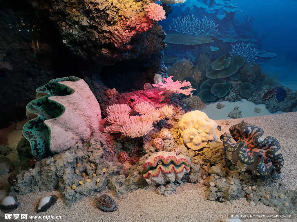 珊瑚珊瑚礁海底礁石图片