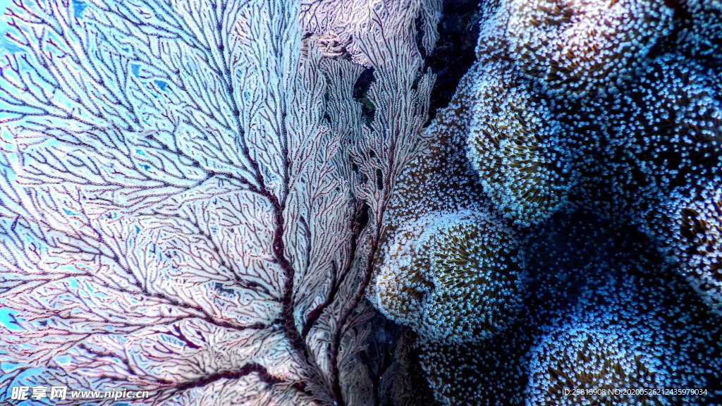 珊瑚珊瑚礁海底礁石图片