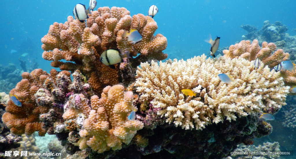 珊瑚珊瑚礁海底礁石图片