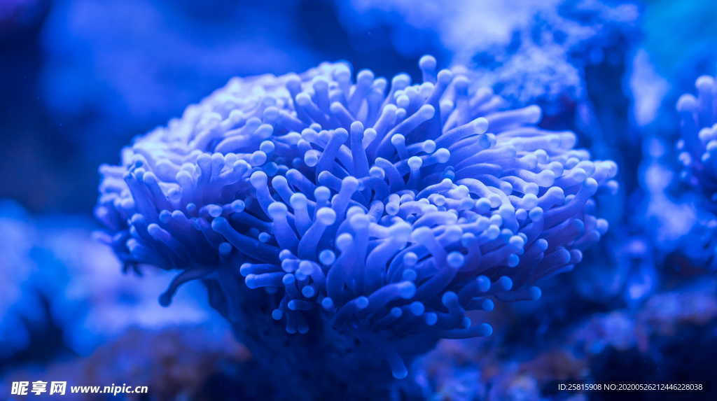 珊瑚珊瑚礁海底礁石图片