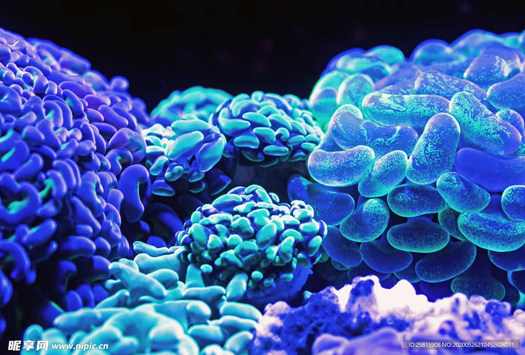 珊瑚珊瑚礁海底礁石图片