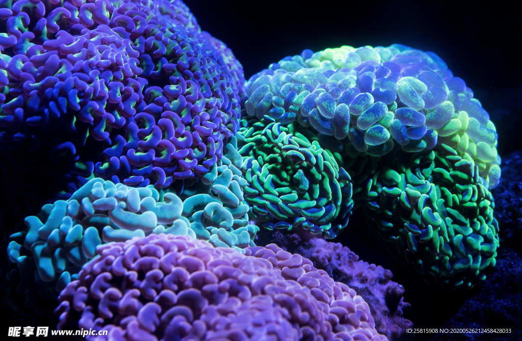 珊瑚珊瑚礁海底礁石图片