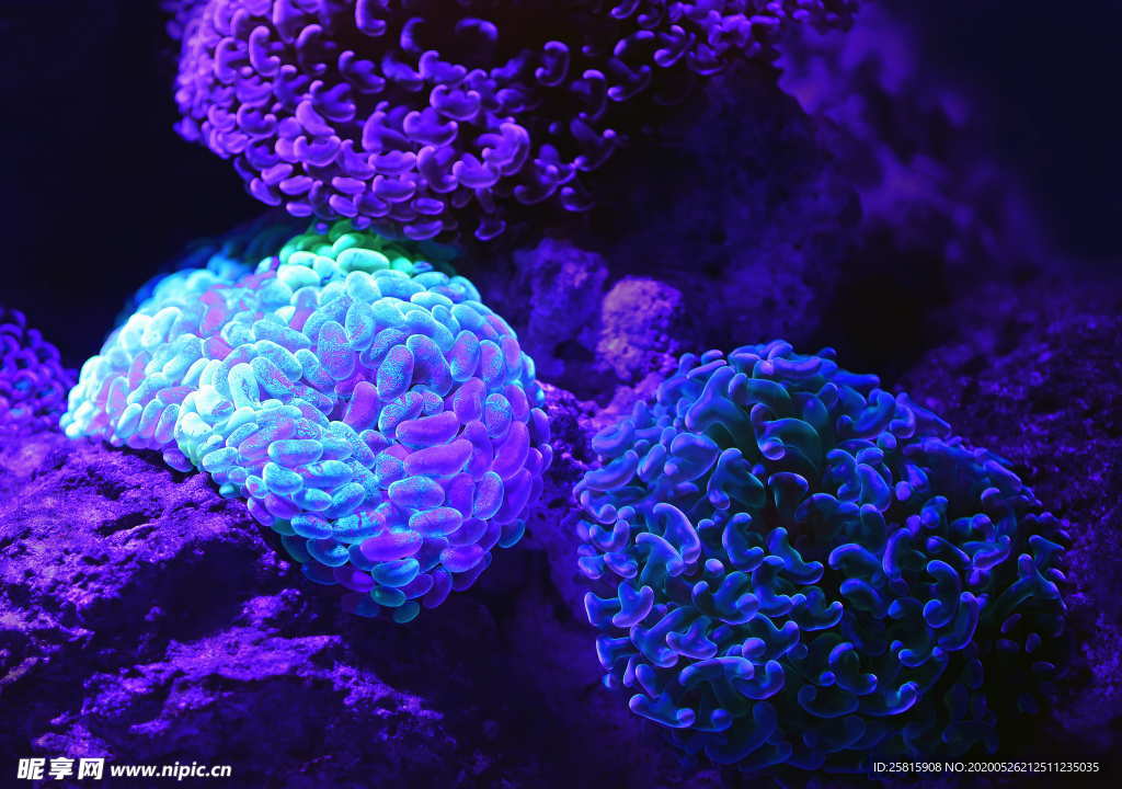 珊瑚珊瑚礁海底礁石图片