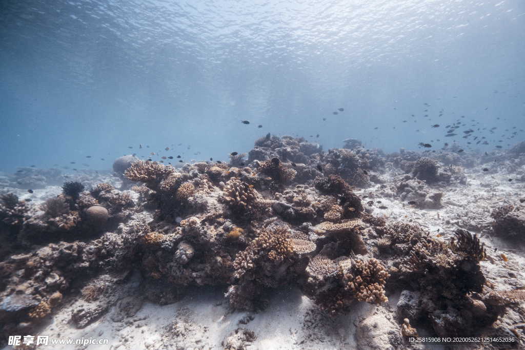 珊瑚珊瑚礁海底礁石图片