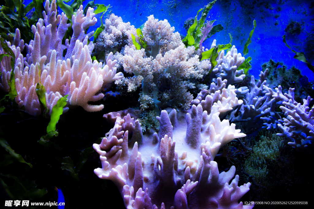 珊瑚珊瑚礁海底礁石图片