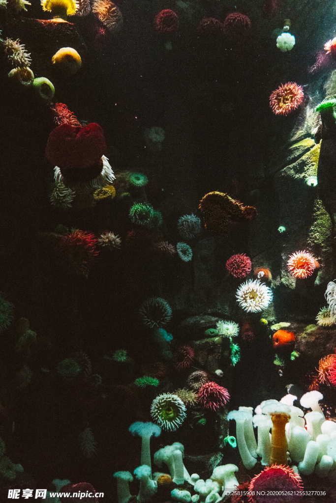 珊瑚珊瑚礁海底礁石图片