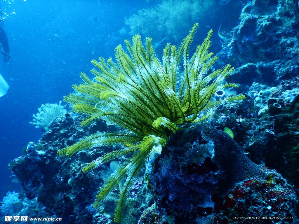 珊瑚珊瑚礁海底礁石图片