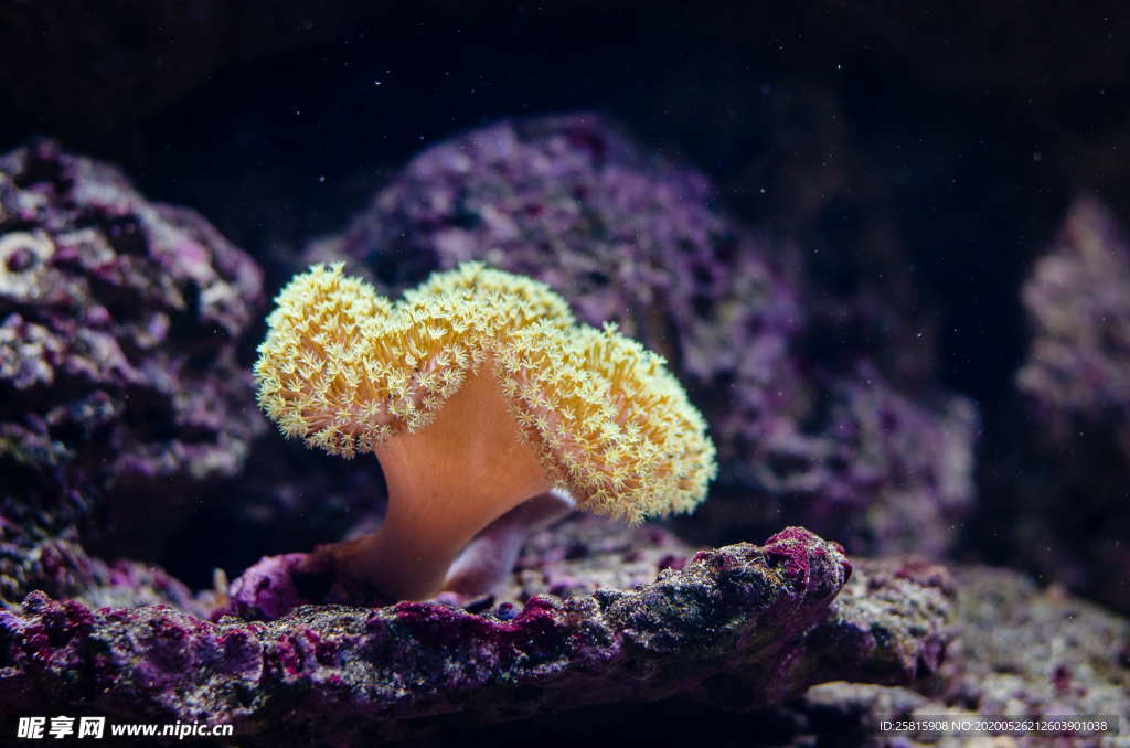 珊瑚珊瑚礁海底礁石图片