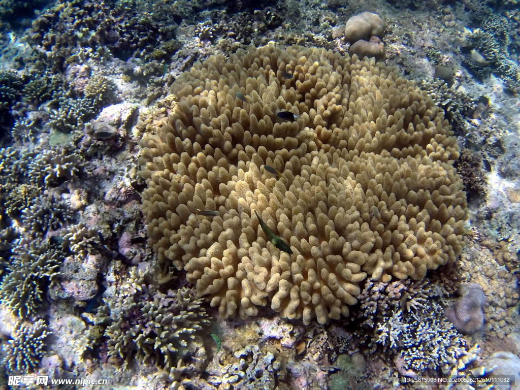 珊瑚珊瑚礁海底礁石图片