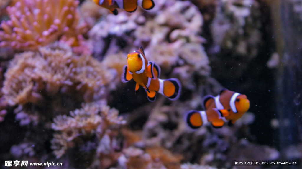 珊瑚珊瑚礁海底礁石图片