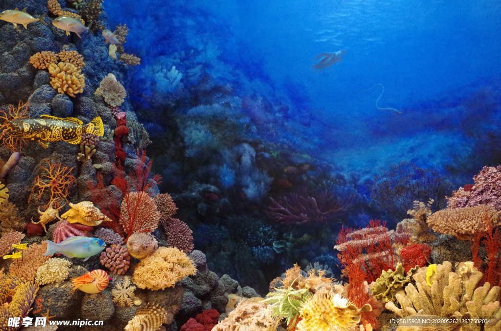 珊瑚珊瑚礁海底礁石图片