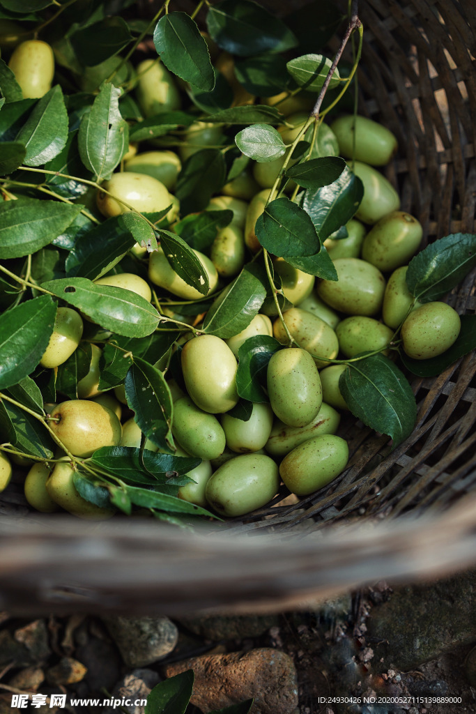 青枣  红枣 水果静物