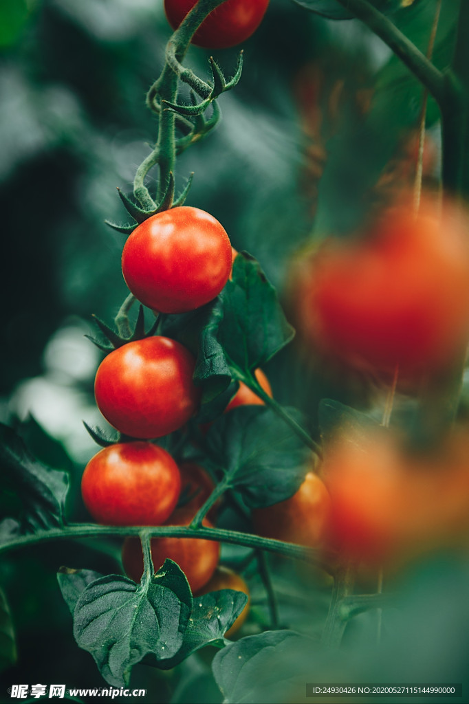 番茄 西红柿  绿植