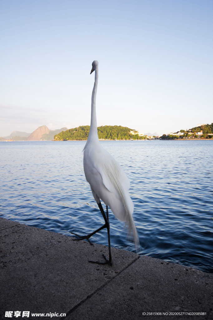 白鹭空山鸟语图片