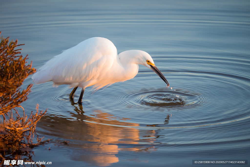 白鹭空山鸟语图片