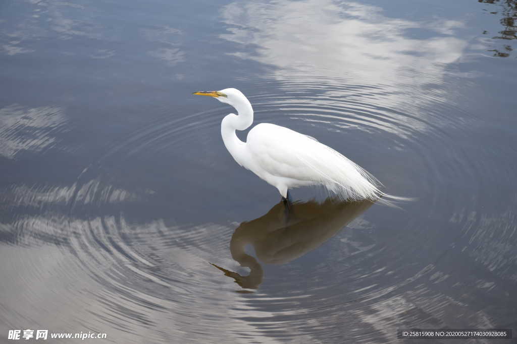白鹭空山鸟语图片