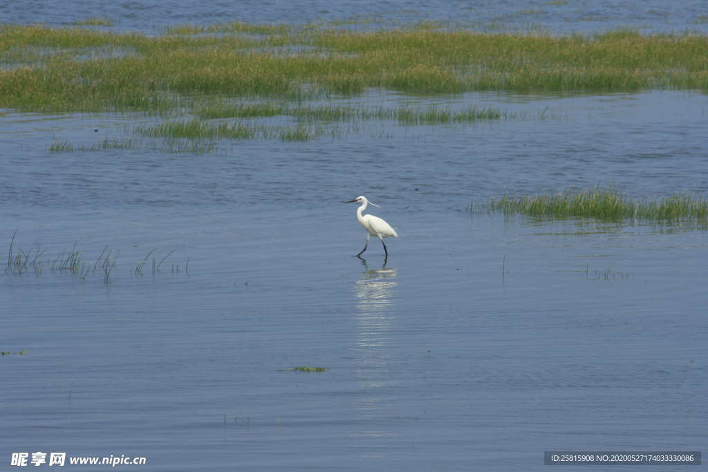 白鹭空山鸟语图片