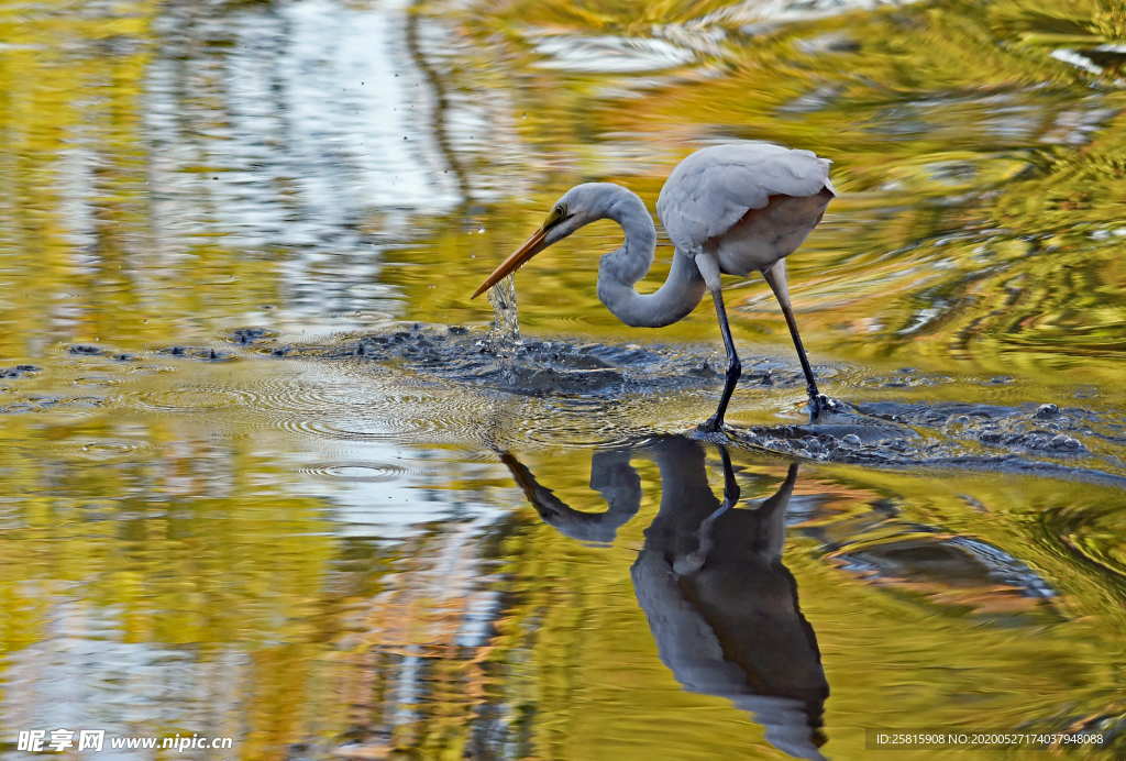 白鹭空山鸟语图片