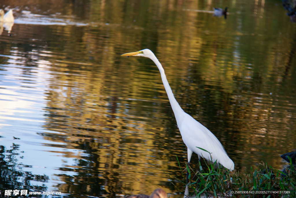 白鹭空山鸟语图片