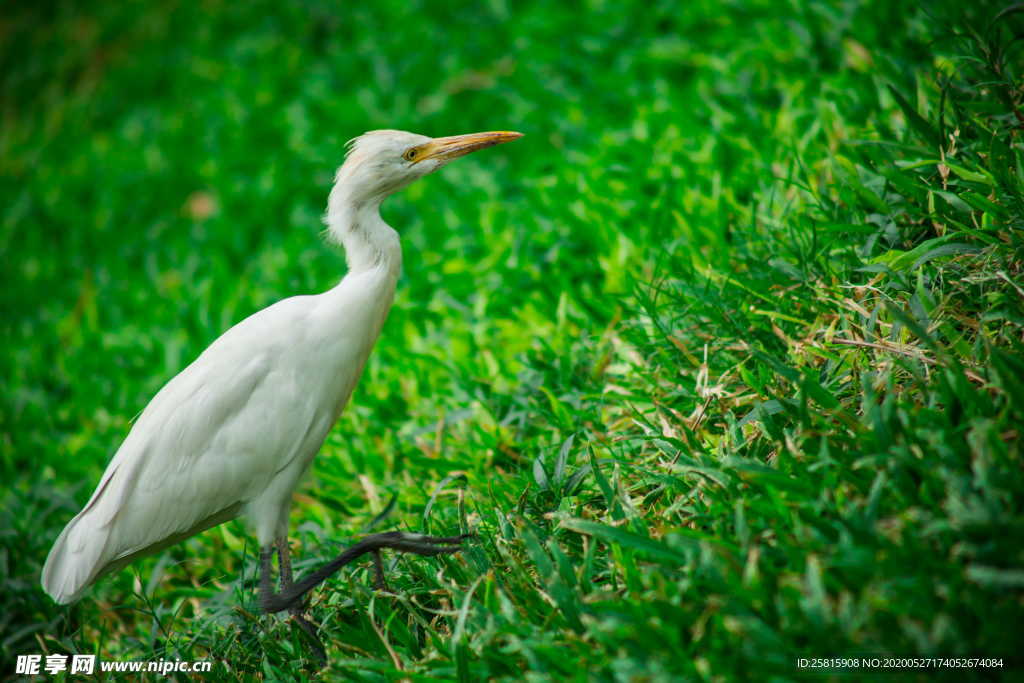 白鹭空山鸟语图片