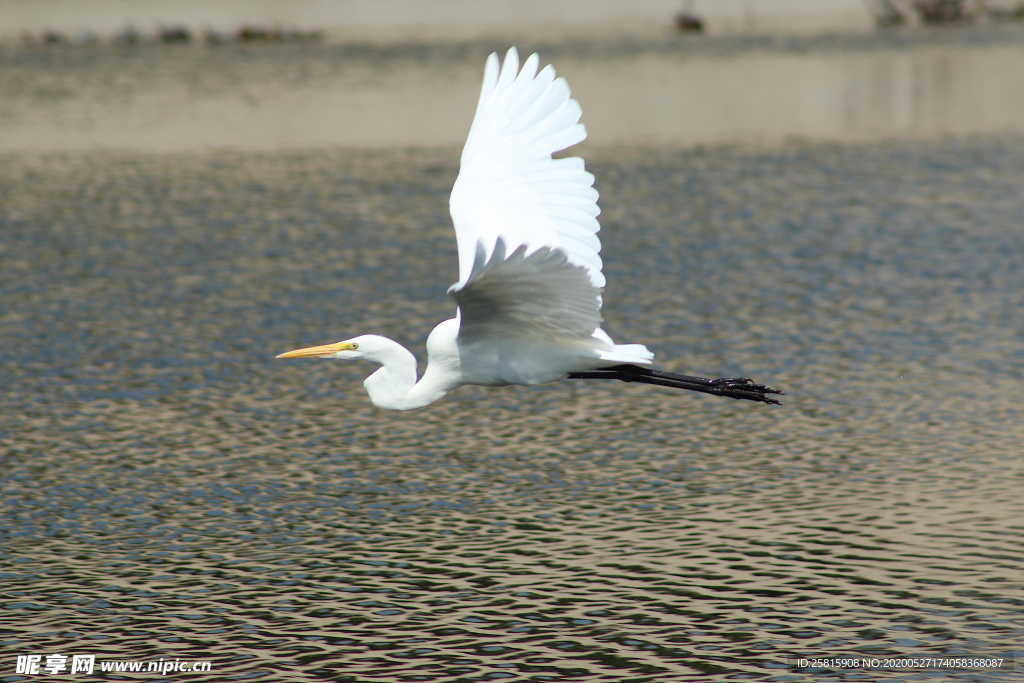 白鹭空山鸟语图片