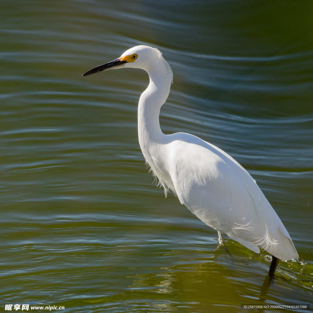 白鹭空山鸟语图片