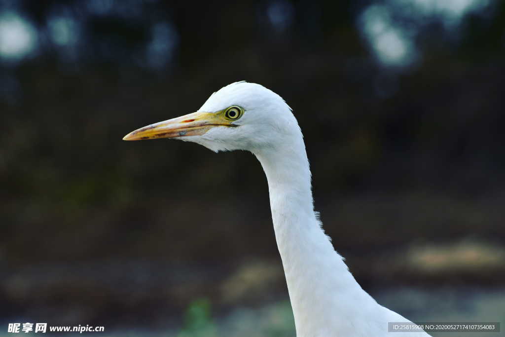 白鹭空山鸟语图片