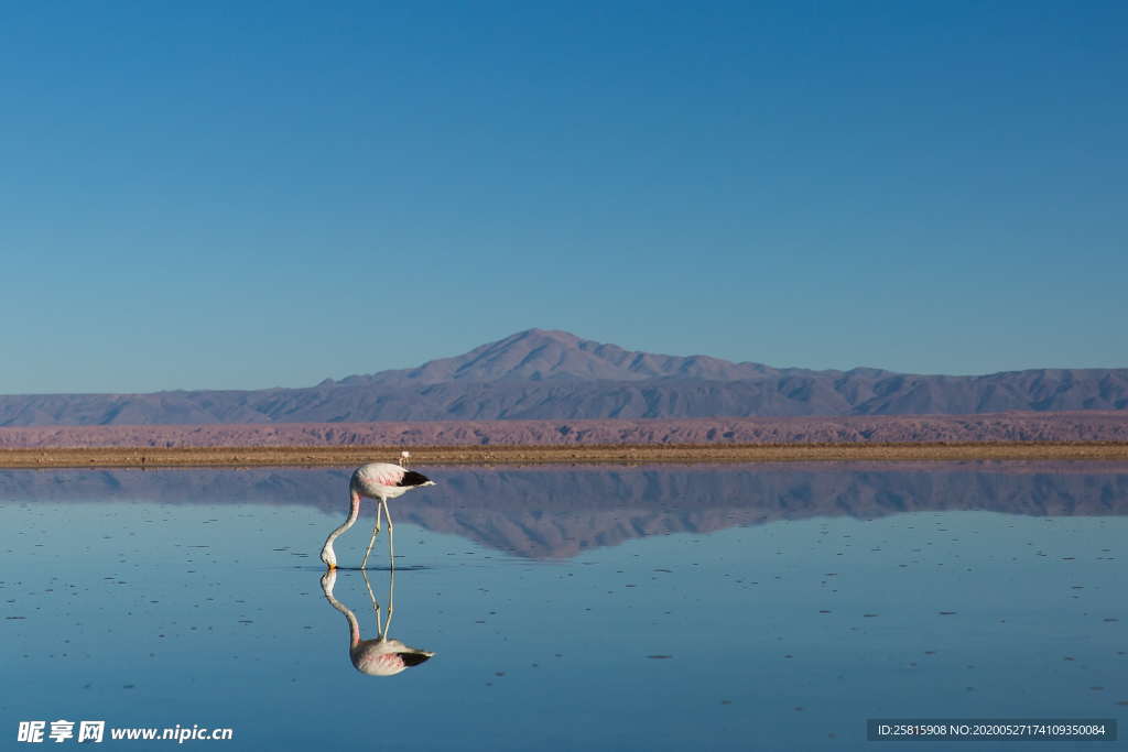 白鹭空山鸟语图片
