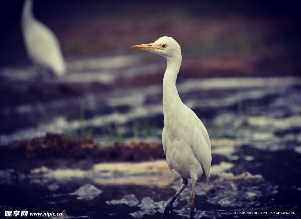 白鹭空山鸟语图片