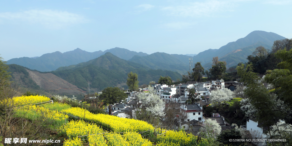 黄山白房子油菜花
