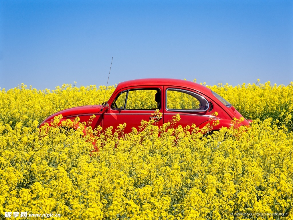 油菜籽与车