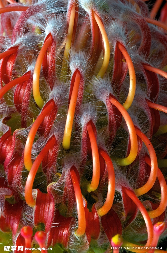 花