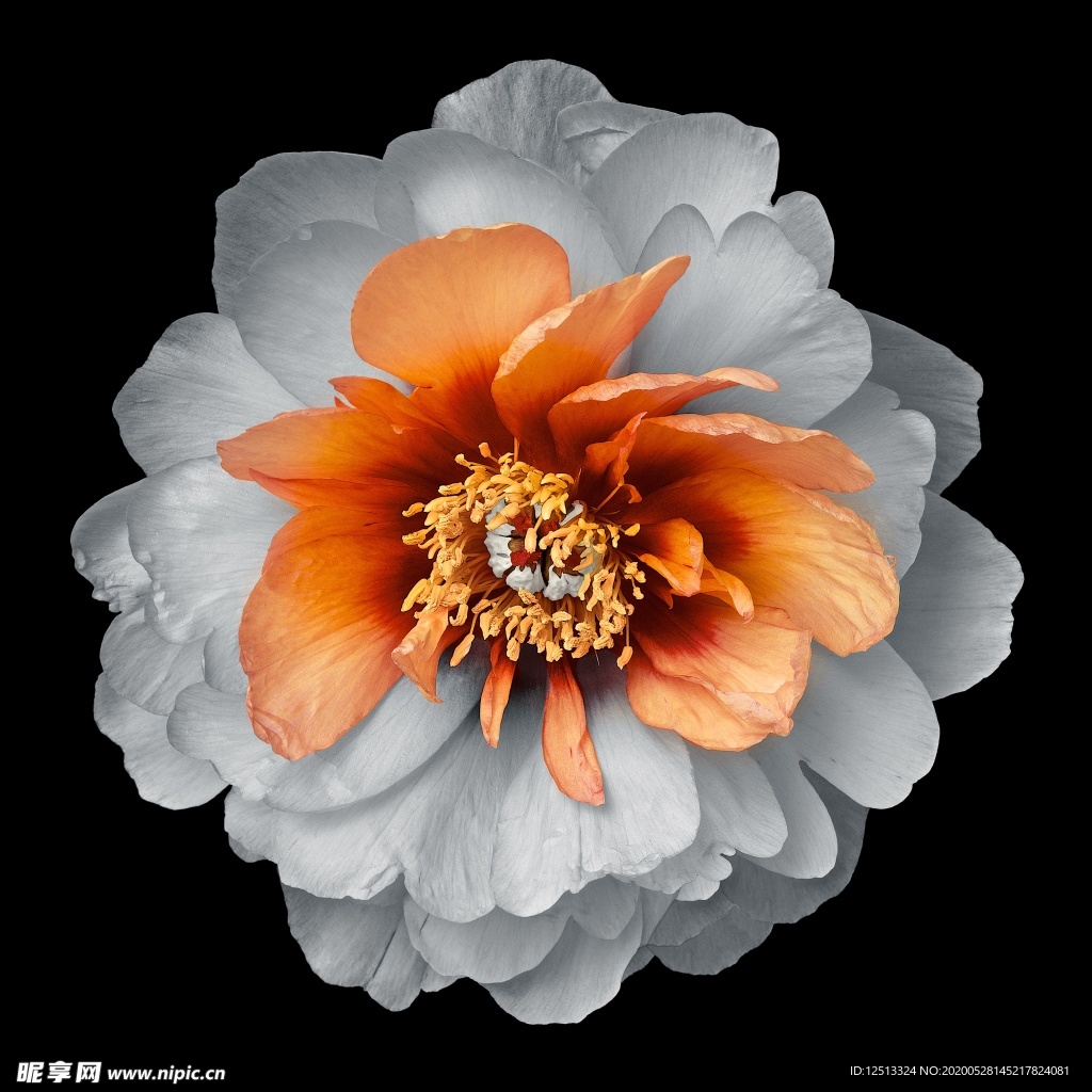 花