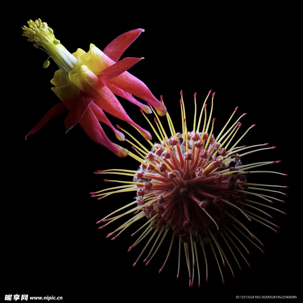 花
