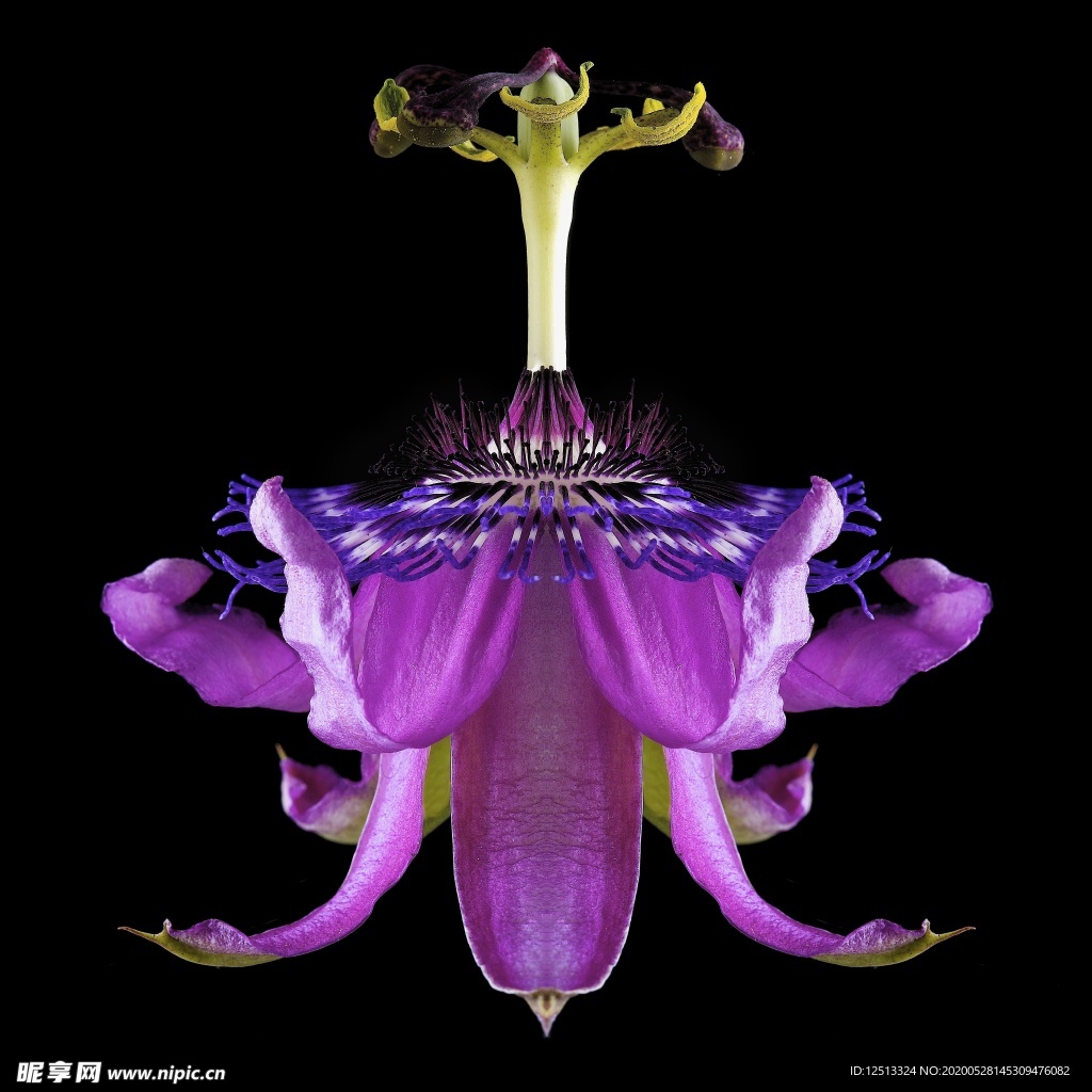 花