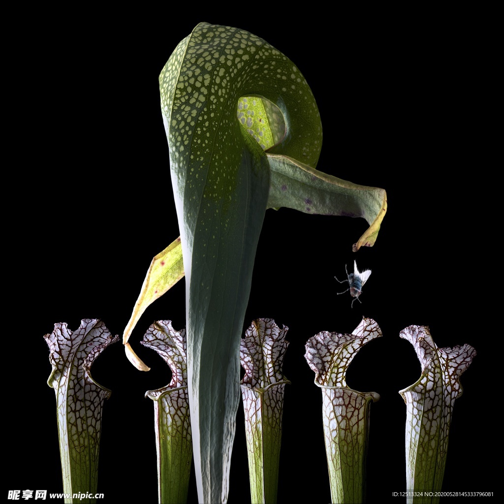 花
