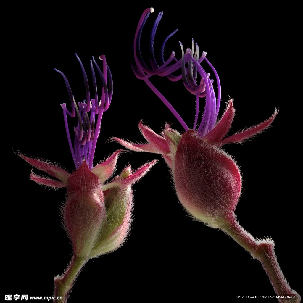 花