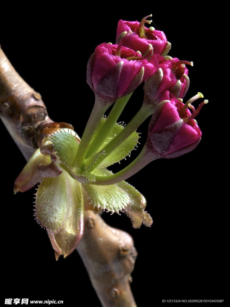 花