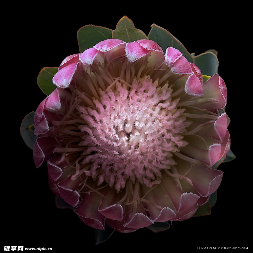 花