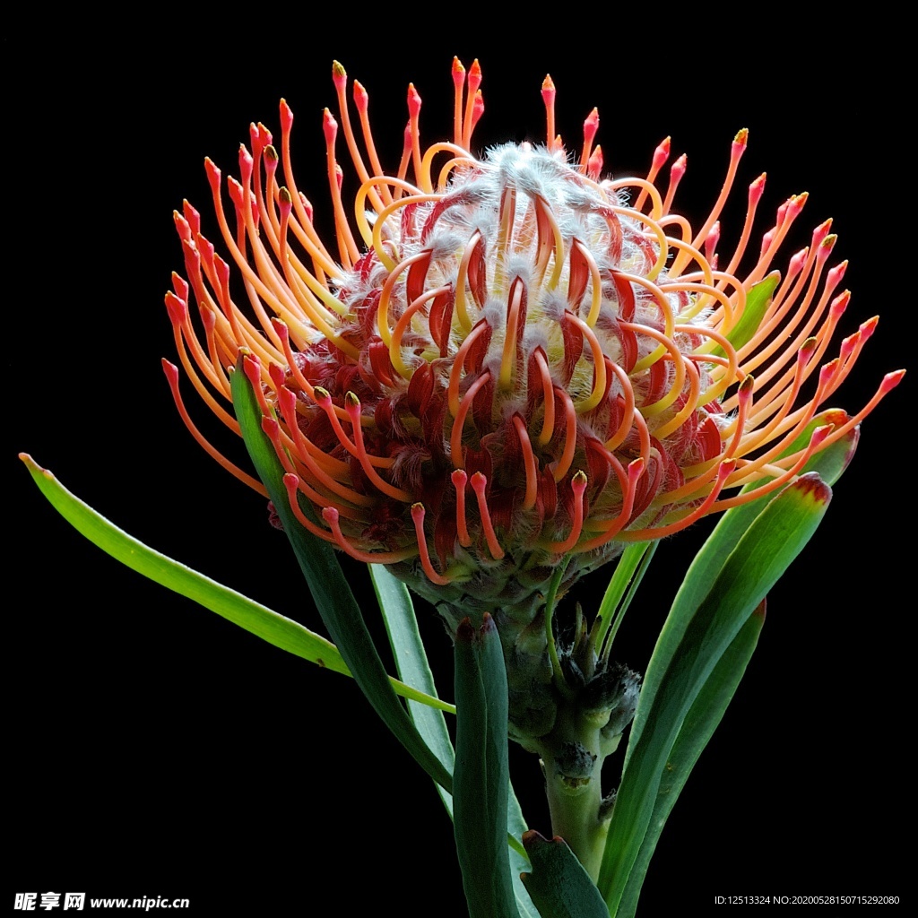 花